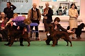 Crufts2011_2 199